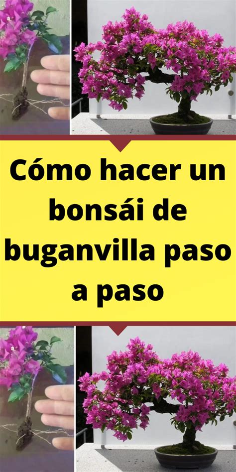 Cómo hacer un bonsái de buganvilla paso a paso Tuinieren Tuin