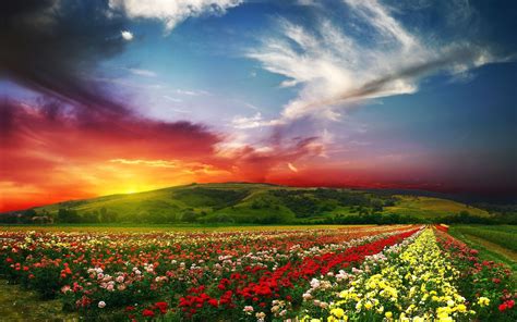 Bakgrundsbilder solljus landskap solnedgång blommor kulle natur