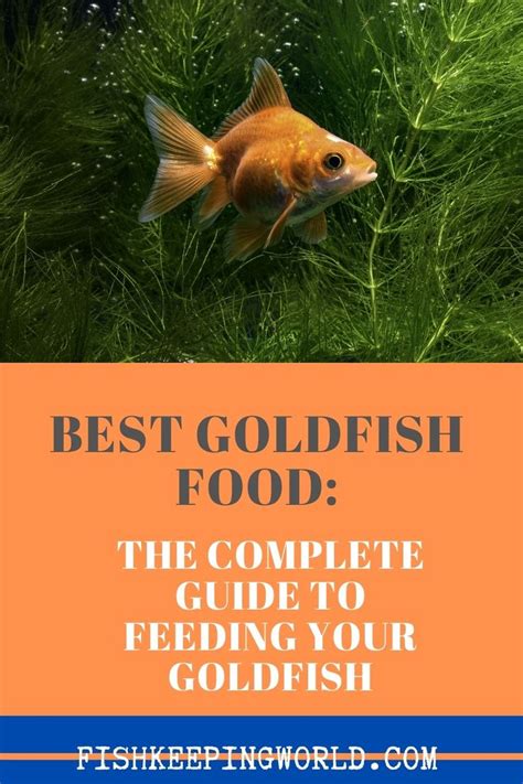 Best Goldfish Food A Complete Feeding Guide