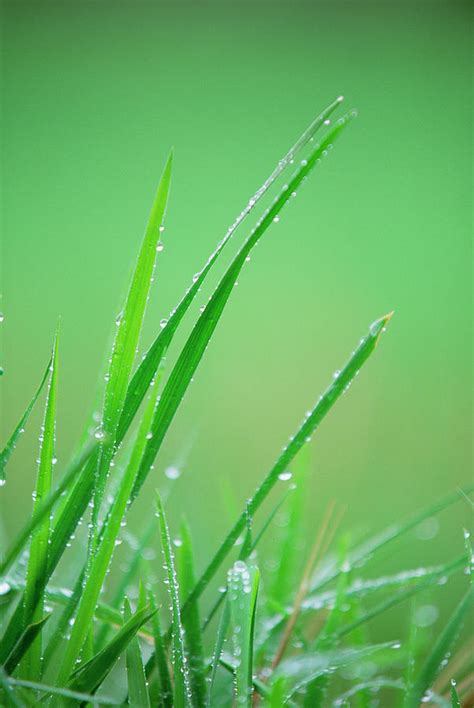 Blades Of Grass Photograph By Martin Ruegner Pixels