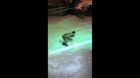 Puerto Rican Naked Snow Dive YouTube