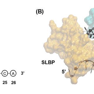 (A) RNA constructs for the wild-type stem-loop (WT) (left), uridylated ... 