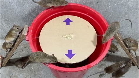 Amazing 12 Mice In Trapped 🐀 Best Mouse Rat Trap 🐀good Idea Mouse Trap 🐀 Mouse Trap Rat Trap