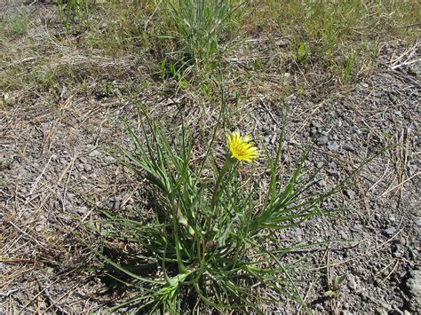 Western Salsify Flickr