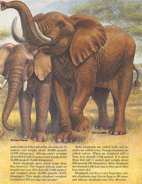 14 Zoobooks, elephants ideas | animal illustration, elephant, illustration