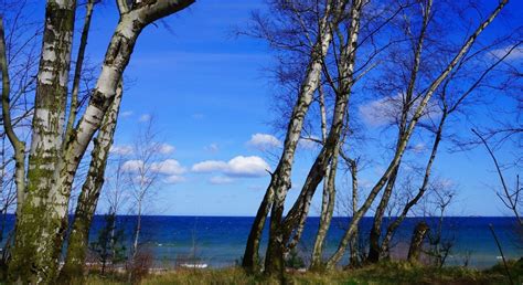 Free Images Landscape Sea Tree Nature Forest Wilderness Branch