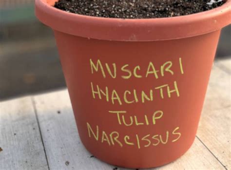 Lasagna Layering: Bulb Planting in Pots - Rooted Flowers