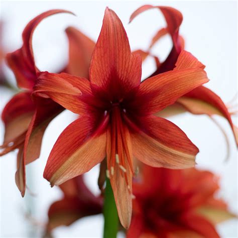 Red And White Star Amaryllis Bulbs For Sale Amaryllis Minerva Easy To