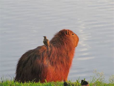 Capibara En El Lago Banco De Fotos E Imágenes De Stock Istock