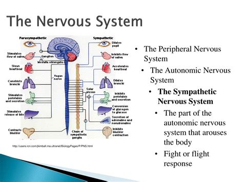 Somatic Nervous System Diagram