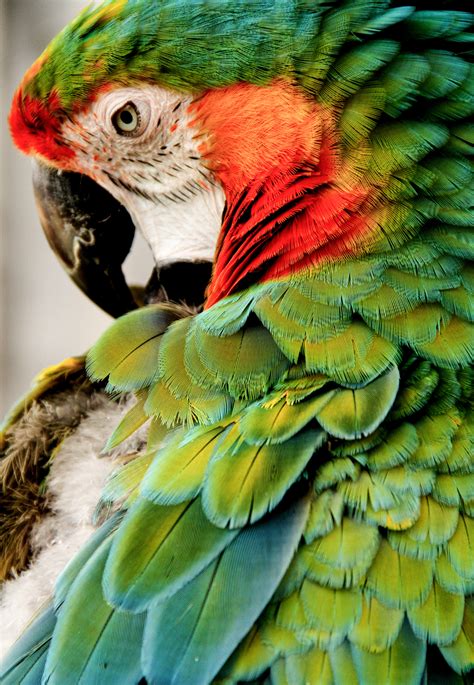 Parrot Portrait - Claire Thomas Photography