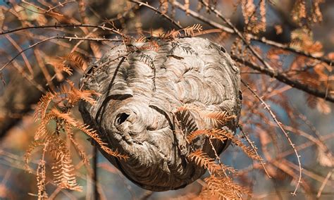 Wespen Vertreiben Schnell Zum Wespenfreien Garten Moowy De