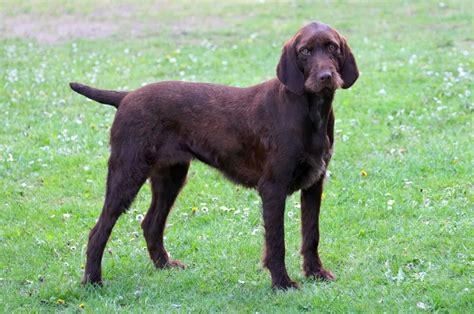 Pudelpointer Breeders - PupVine