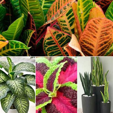 Nombres Populares Para Plantas Acu Ticas Una Gu A Completa