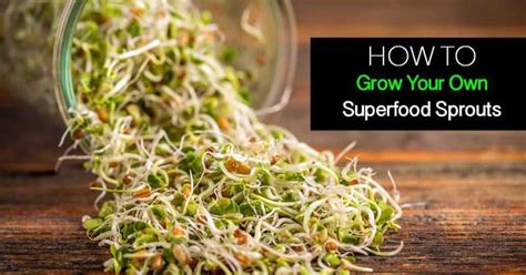 How To Grow Superfood Sprouts In A Jar