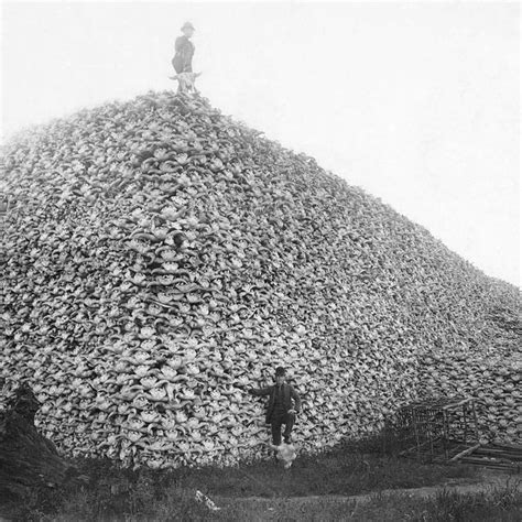 Retronaut On Instagram 1870s Pile Of American Bison Skulls Waiting