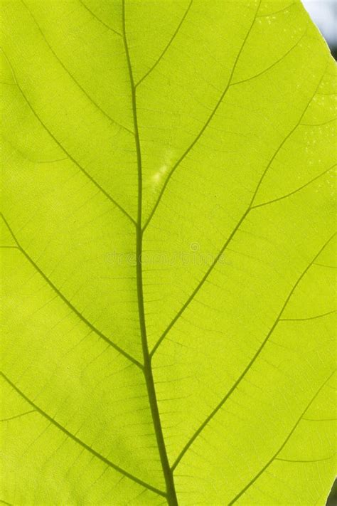 Textura Verde Da Folha Da Teca Foto De Stock Imagem De Brilhante