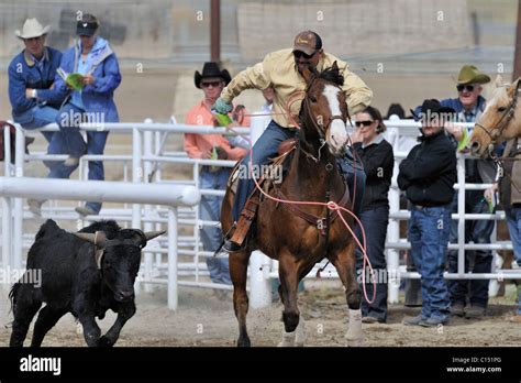 Team Roping, Tie-Down Roping, Calf Roping, Horse, Horses Stock Photo - Alamy