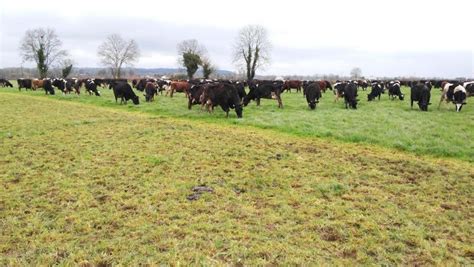 Watch Greenfield Dairy Farm Update Kilkenny Solutions To Spring