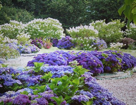 Hydrangea arborescens (Smooth/Woodland) Archives - Lorraine Ballato