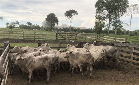 Buritis Dupla Presa Em Flagrante Caminh O Carregado De Gado