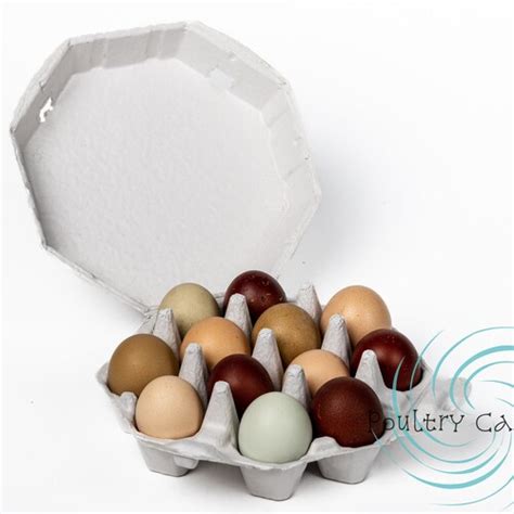 Set Of 10 Egg Cartons Holds A Full Dozen Chicken Eggs Etsy