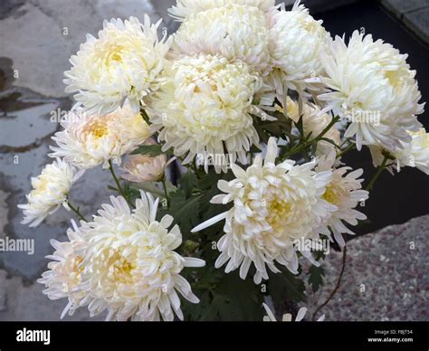 White Chrysanthemum Flowers Hi Res Stock Photography And Images Alamy