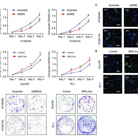 Bre Promotes Cell Cycle Progression Of Escc Cells Cell Cycle