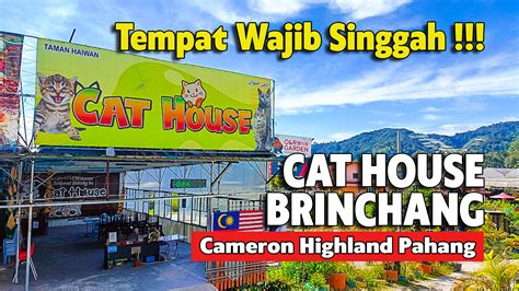 Cat House Cameron Highland Tempat Wajib Singgah Tempat Menarik Di