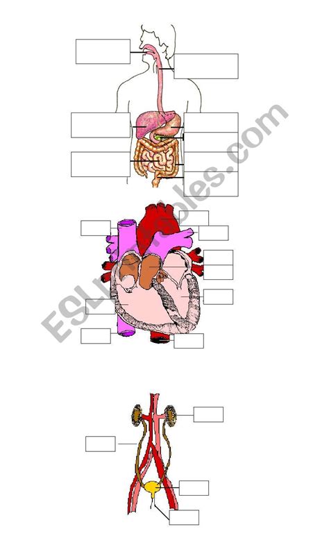 Free Internal Organs Worksheet Organs A Worksheet Worksheet Porn Sex