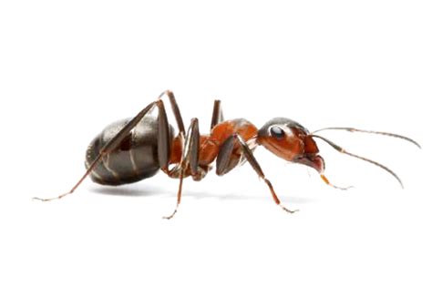 Collection of Ant PNG. | PlusPNG