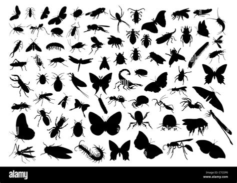 Insects Silhouettes Isolated On White Stock Photo Alamy