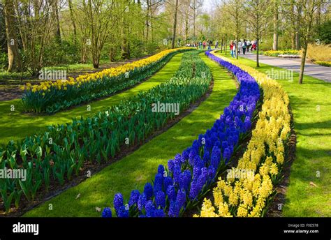 The Keukenhof is a popular flower garden which is visited by a million tourists from all around ...