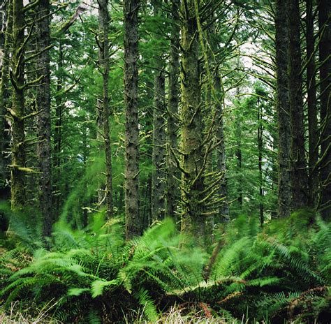 Waving Ferns In A Lush Forest by Danielle D. Hughson