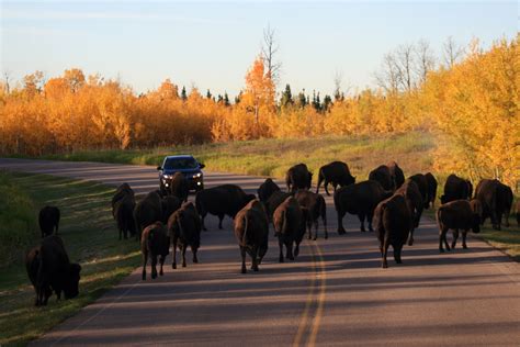 Elk Island National Park Near Edmonton Alberta