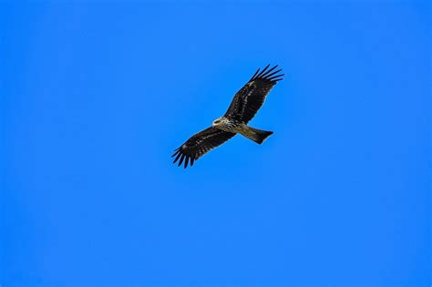 Hawk Bird Flying - Free photo on Pixabay - Pixabay