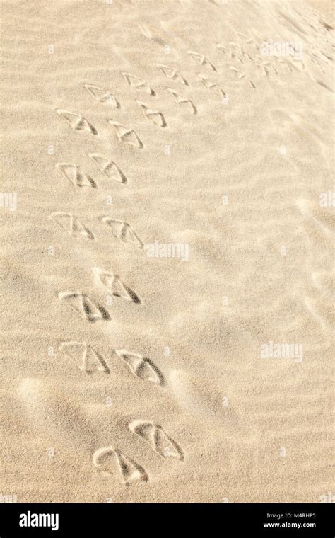 Impronte Nella Sabbia Sulla Spiaggia Immagini E Fotografie Stock Ad