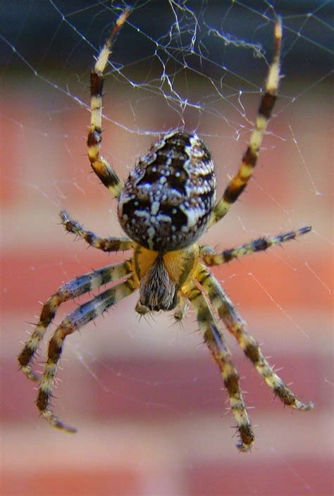 What Do Baby Garden Spiders Look Like Fasci Garden