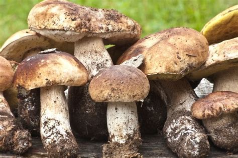 Where Can I Find Forage Porcini Mushrooms Gardeninguru