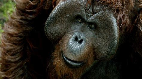 Karin Konoval Talks War For The Planet Of The Apes Interview