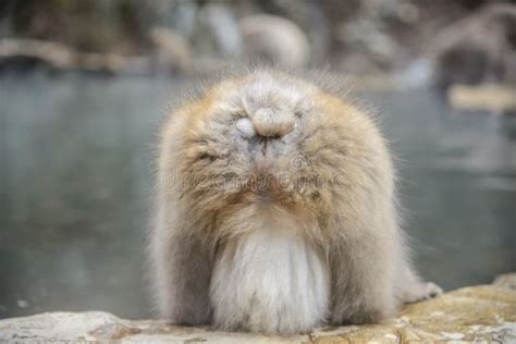 Of Monkey In A Natural Onsen Hot Spring Located In Jigokudani Monkey Park Or Snow Monkey