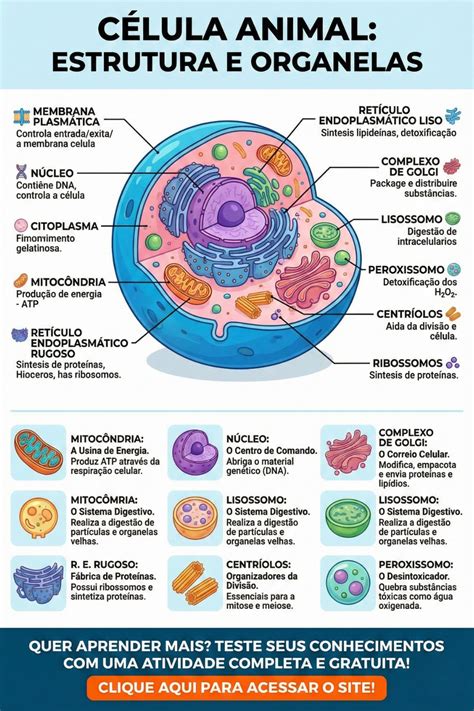 Explique A Organização Básica De Qualquer Célula - La Celula Humana Dibujo: Guía Visual y Divertida de tu Unidad Básica