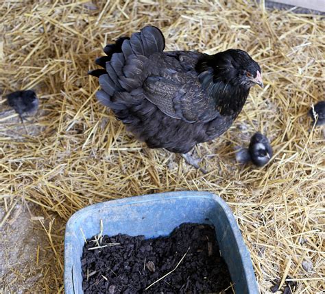 How To Care For A Broody Hen And Her Chicks Green Willow Homestead