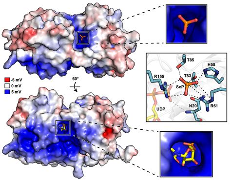 Structural Characterization And Ligand Induced Conformational Changes