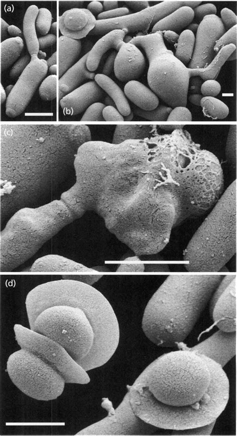 Scanning Electron Micrographs Of The Vegetative Cells And The Sexual