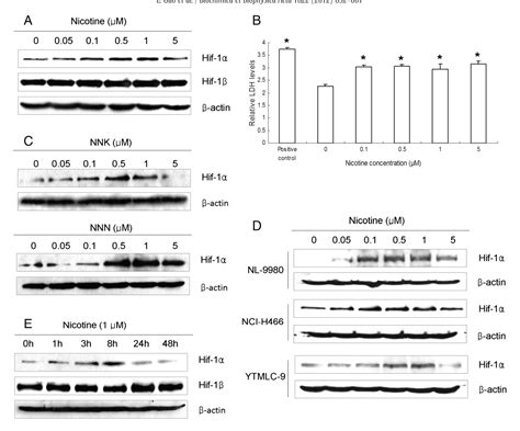 Figure From Mitochondrial Reactive Oxygen Species Mediates Nicotine