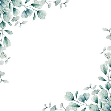 Eucalyptus Border Images – Browse 54,284 Stock Photos, Vectors - Clip ...