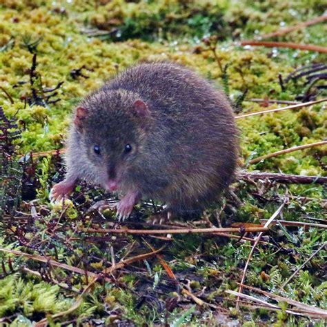 Сумчатые мыши / Широконогие сумчатые мыши (Antechinus) | LifeCatalog