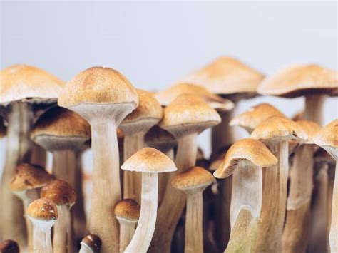 Si Inietta Un Infuso Di Funghi Allucinogeni Che A Sorpresa Proliferano