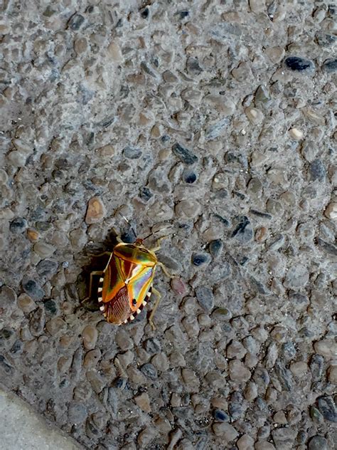 Found this gem of an insect at my parking garage today. : r